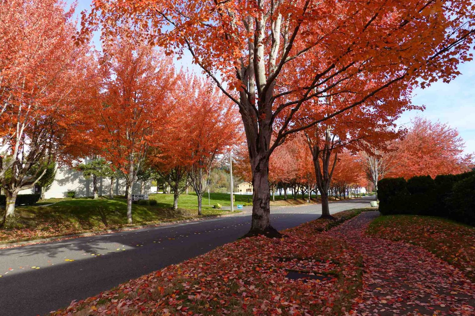 Bothell Fall Foliage Scene