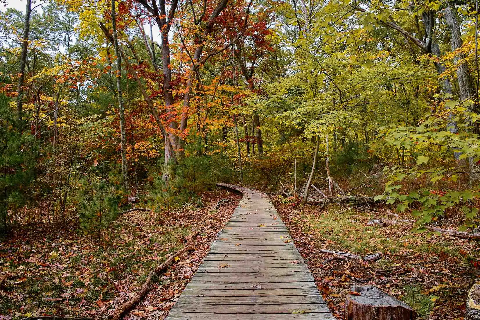 Lynnwood wooden forest trail with autumn foliage