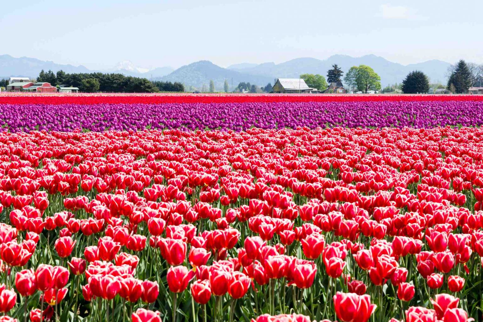 Mount Vernon Tulip Fields Washington
