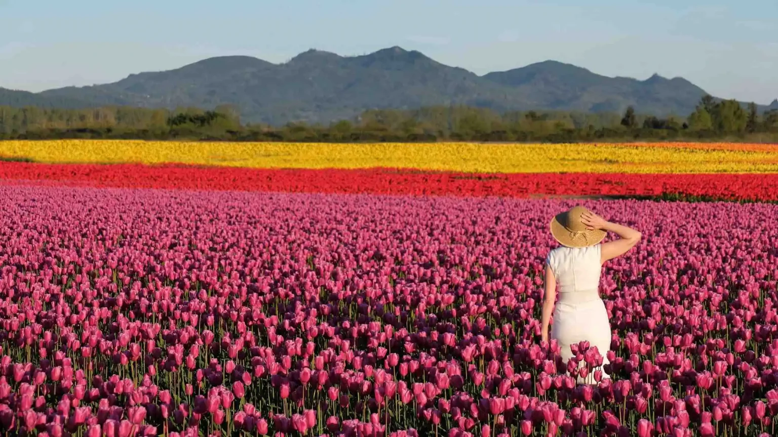 Skagit Valley Tulip Festival