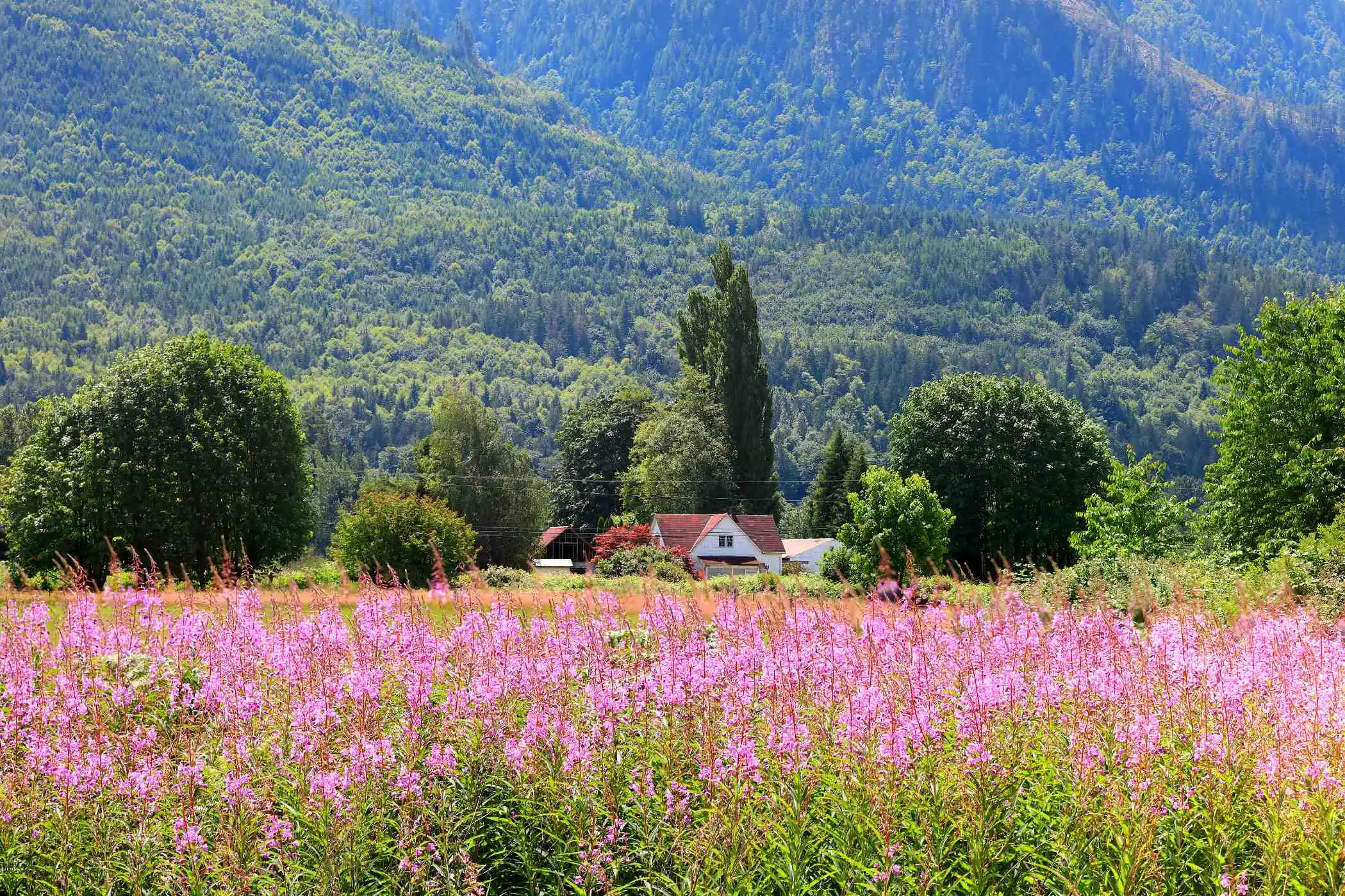 Skagit Valley Washington Farm Landscape