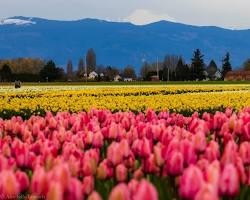 Skagit Valley Washington landscape tulip fields mountains